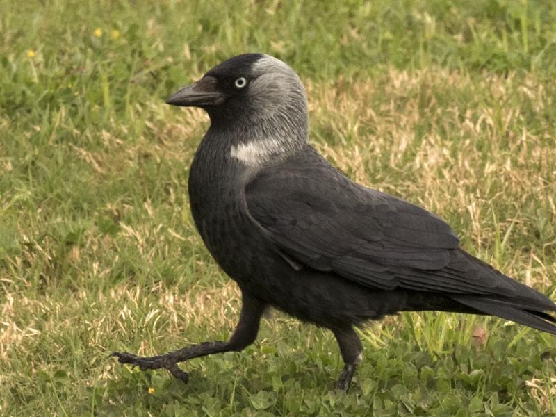 Votre cheminée abrite-t-elle un nid de choucas ?