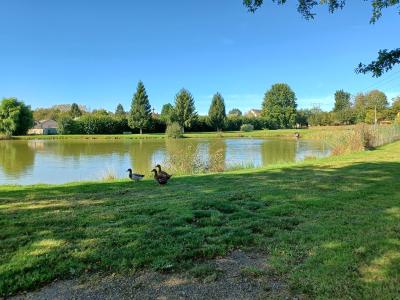 Canards devant le plan d'eau