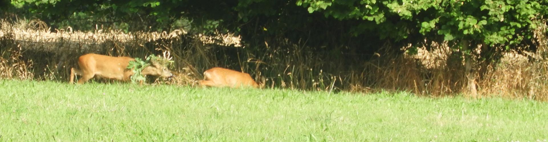 Cerfs