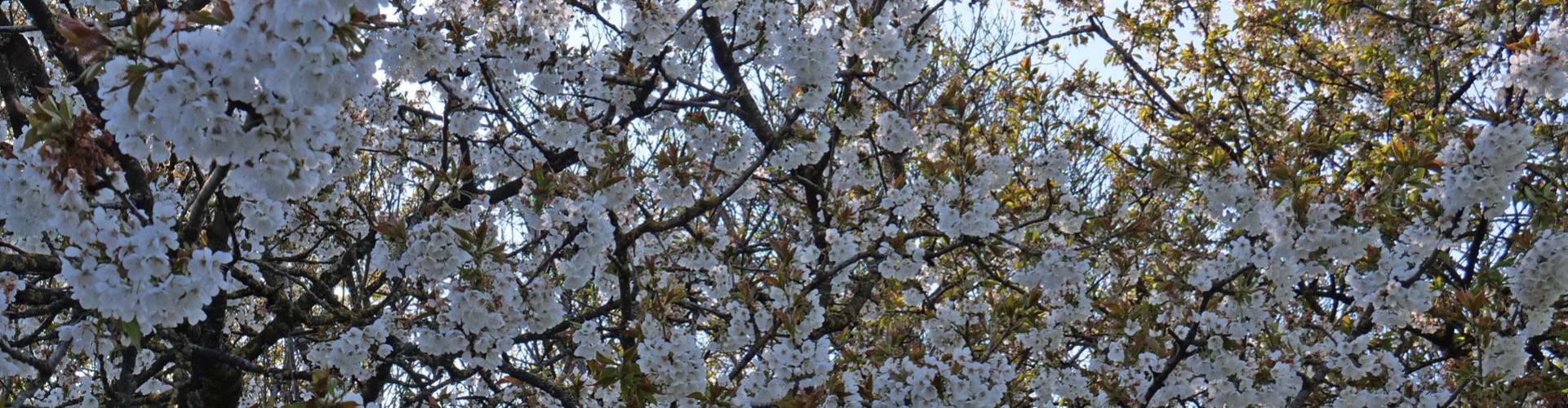Cerisier en fleurs