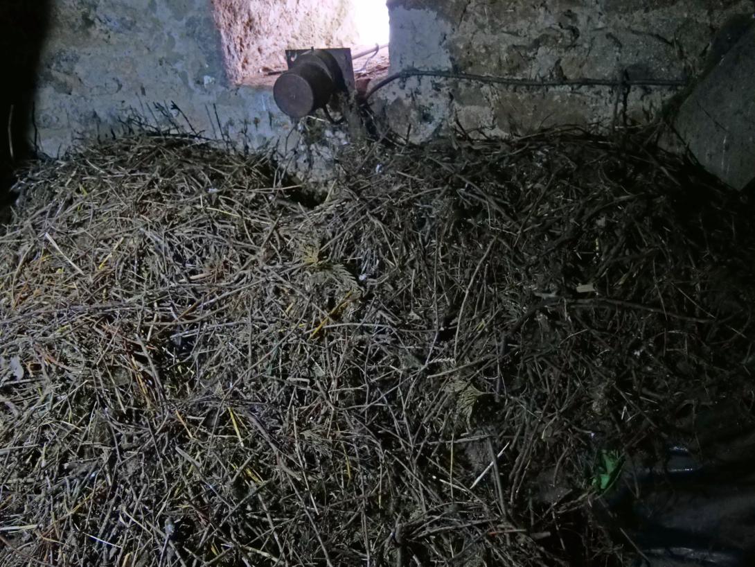 Brindilles amenées par les choucas dans le clocher